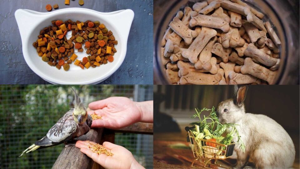 Tipps zur Ernährung für Haustiere
