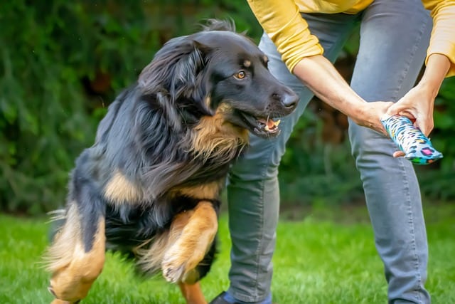 Erziehung Hund Sport