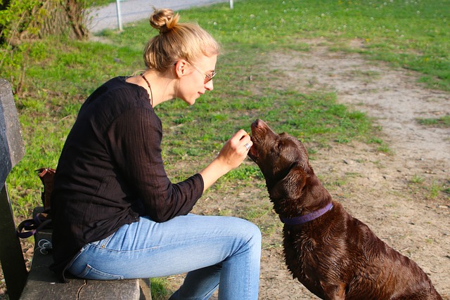 Erziehung Hund Belohnung