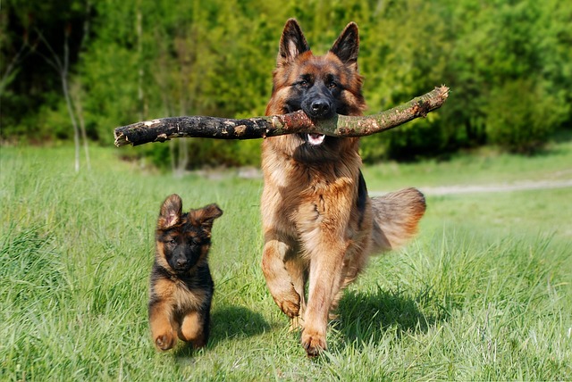 Erziehung Hund altersgerecht