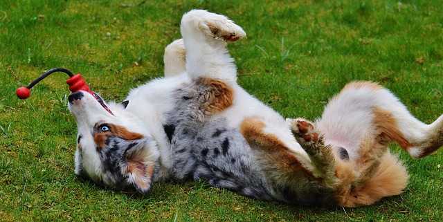 Erziehung Hund Sport