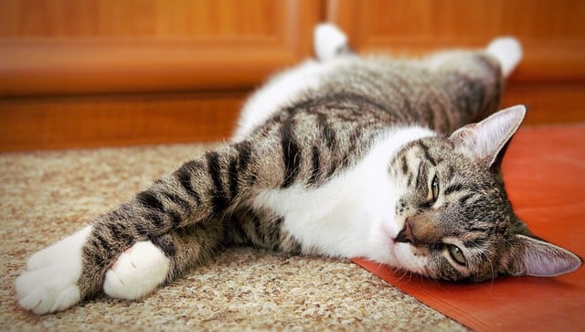 Katzen-Erziehung ist nicht möglich