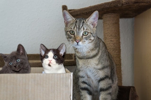 Erziehung Katze ohne Gewalt