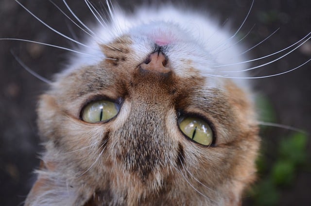 Erziehung Katze wie