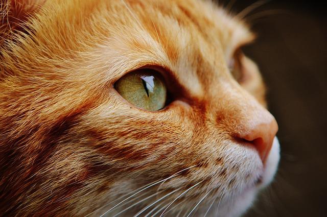 Haustier Katze