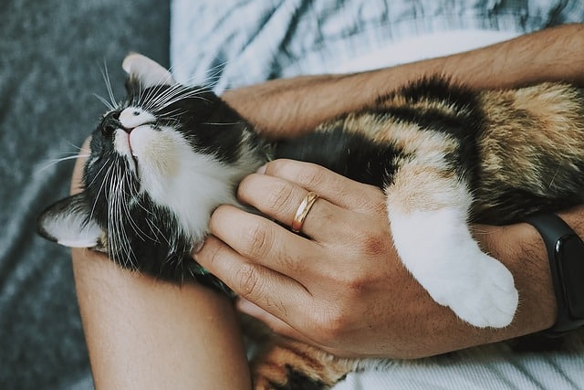 Haustier Katze