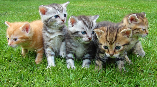 Haustier Katze