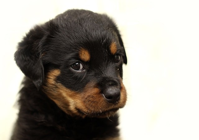 Haustier Hund