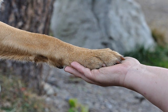 Haustier Hund