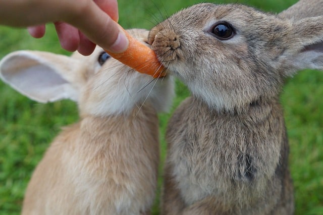 Haustier Kaninchen