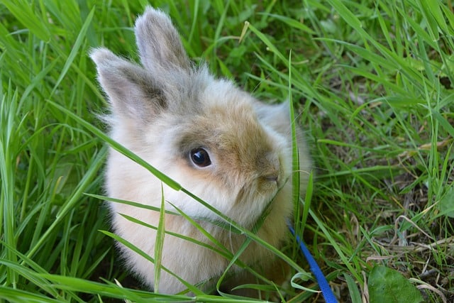 Haustier Kaninchen