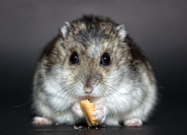 Haustier Hamster
