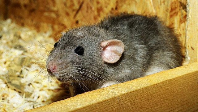 Haustier Ratte
