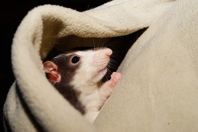 Haustier Ratte