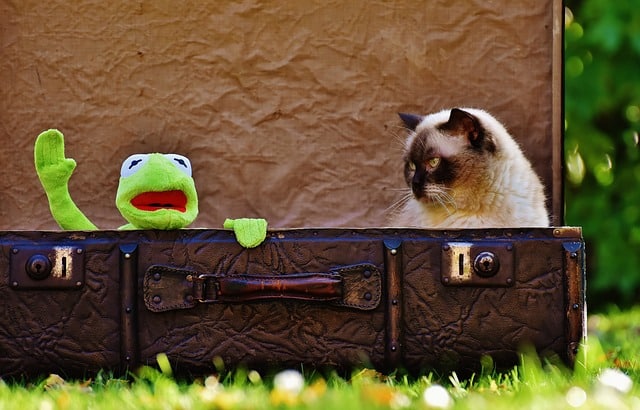 Reise Haustier Katze