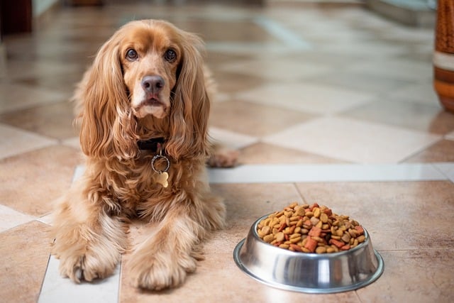 Der Hund und seine Ernährung