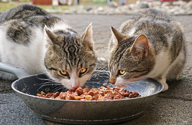 Ernährung für die Katze