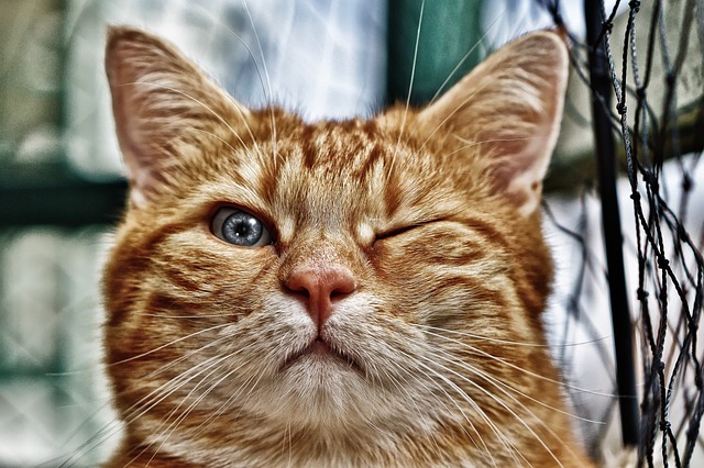 Beste Ernährung Katze