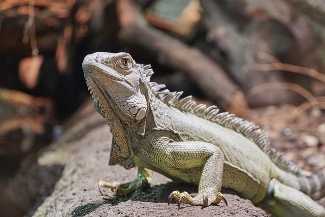 Ernährung Terraristik und Aquaristik