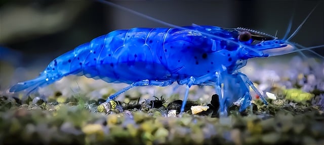 Ernährung Aquarium Garnele