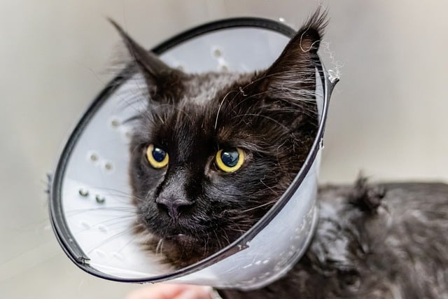 Versicherung Haustier Katze