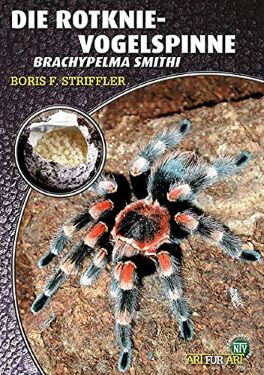 Die Rotknievogelspinne. Brachypelma smithi