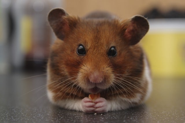 Hamster Haustier