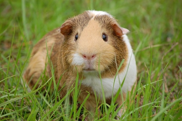 Meerschweinchen Haustier2
