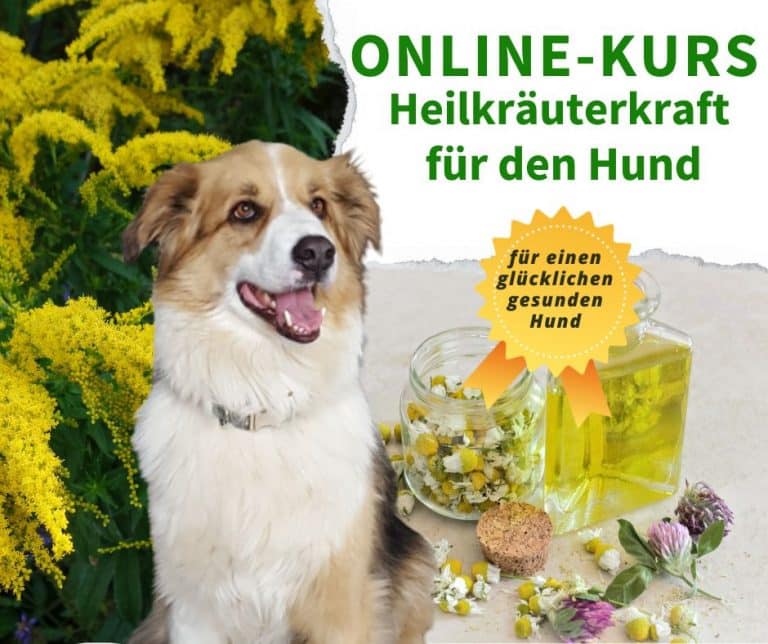 Online-Kurs Heilkräuterkraft für den Hund