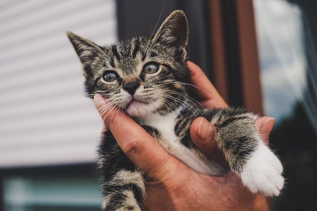 Haustier Katze