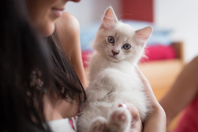 Haustier Katze