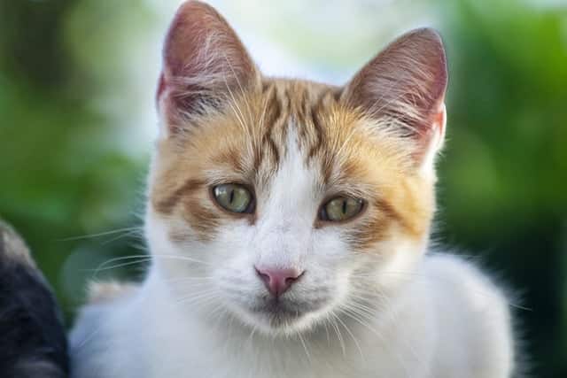 Haustier Katze