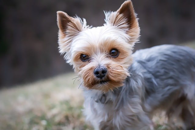 Haustier Hund