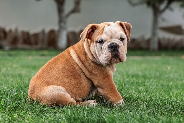 Haustier Hund