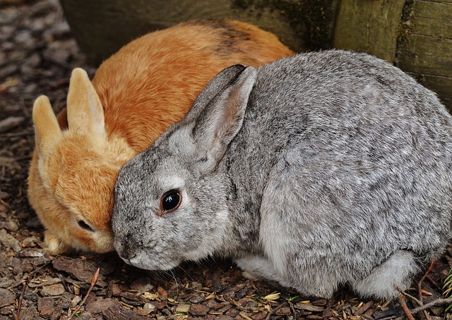 Haustier Kaninchen