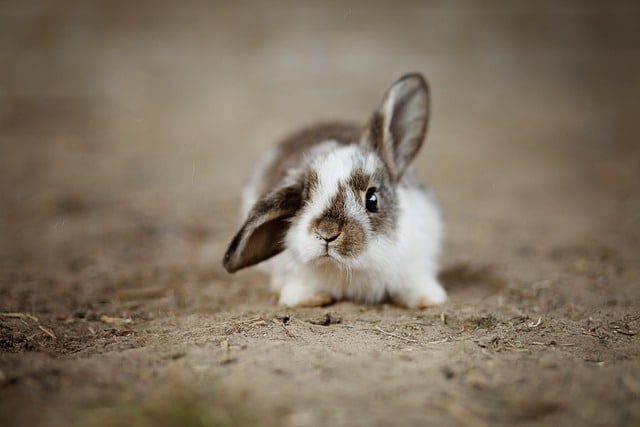 Haustier Kaninchen