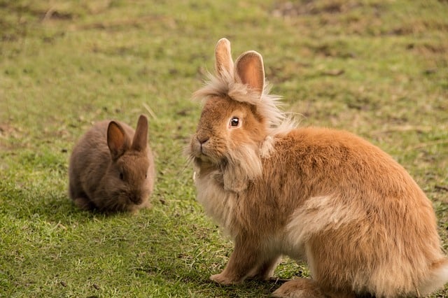 Haustier Kaninchen