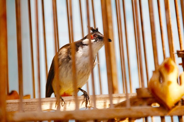 Haustier Singvogel