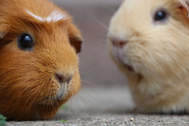 Platz5-Meerschweinchen05