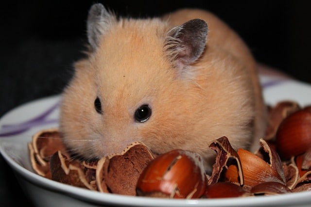 Hamster Nager