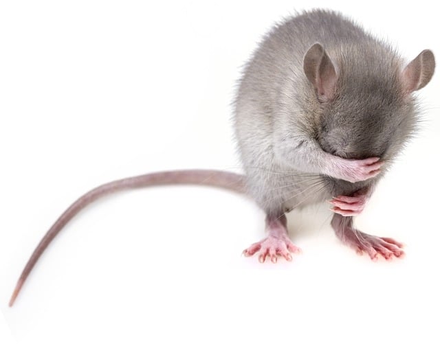 Sauberkeit Ratten03