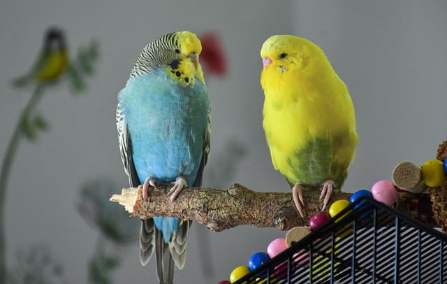 Haustier Erziehung - Wellensittiche – kleine, bunte Individualisten