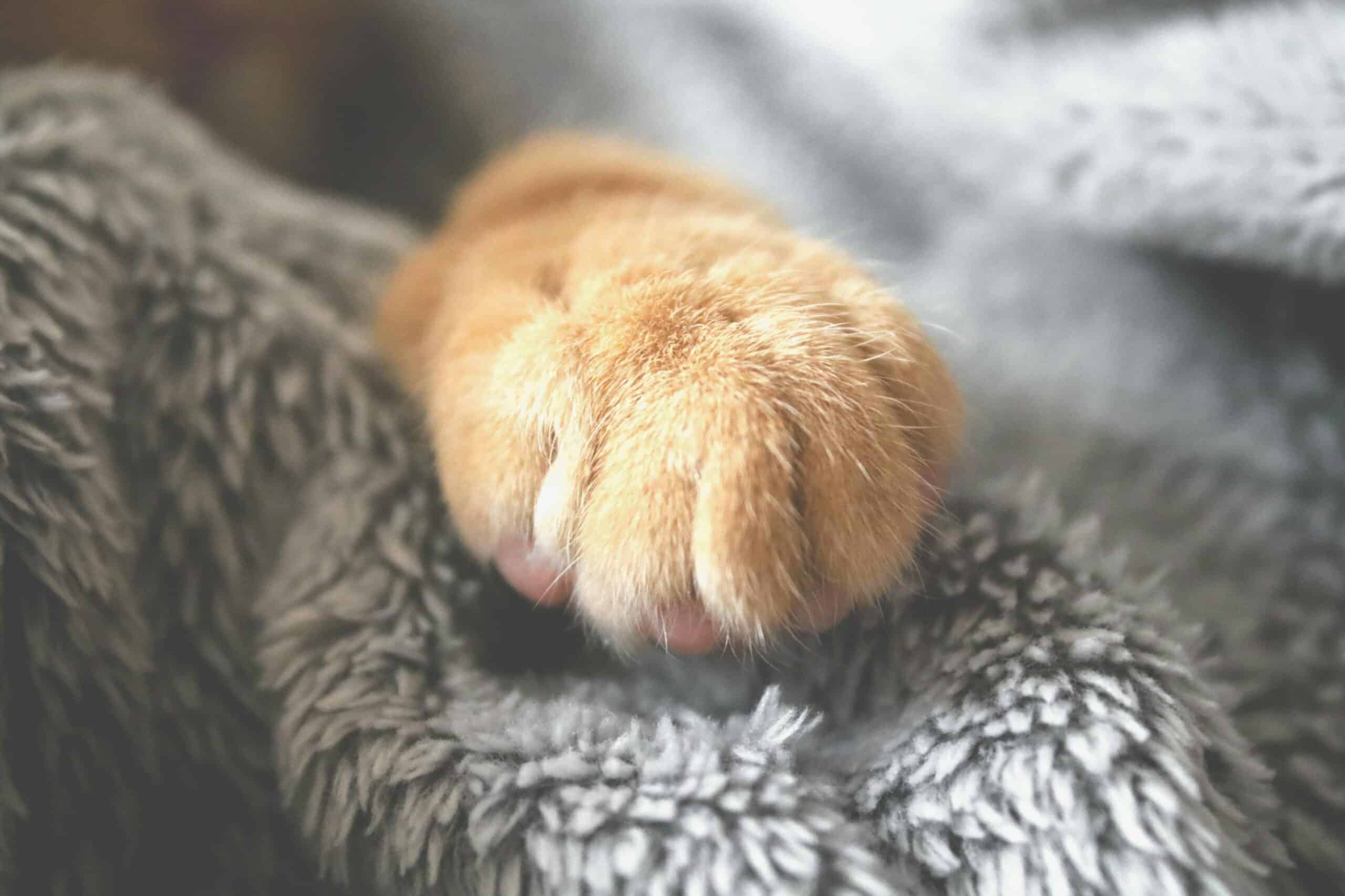 Die richtige Ernährung für Katzen: Tipps und Tricks