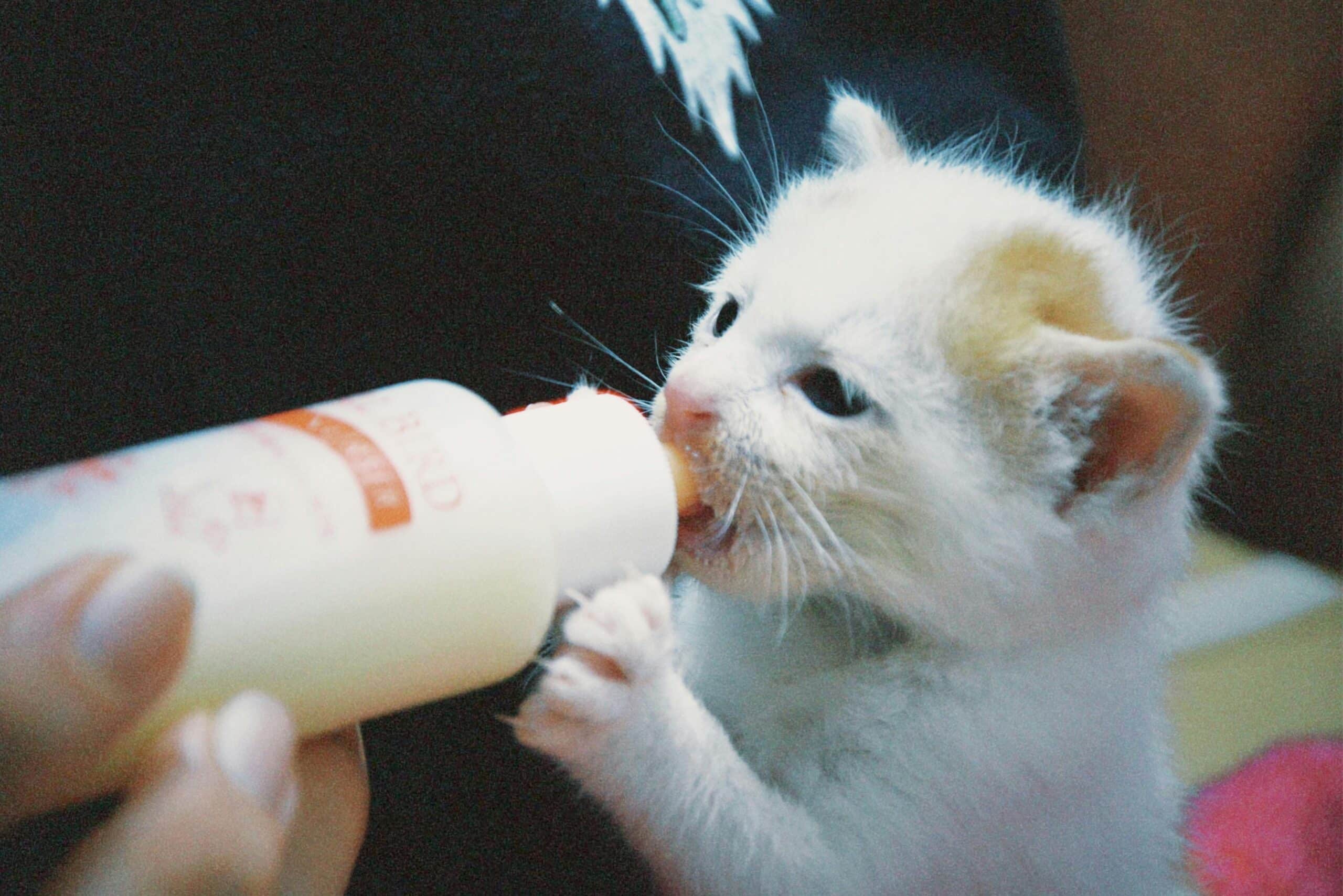 Kostenloses Stock Foto zu ernährung, haustiere, katze