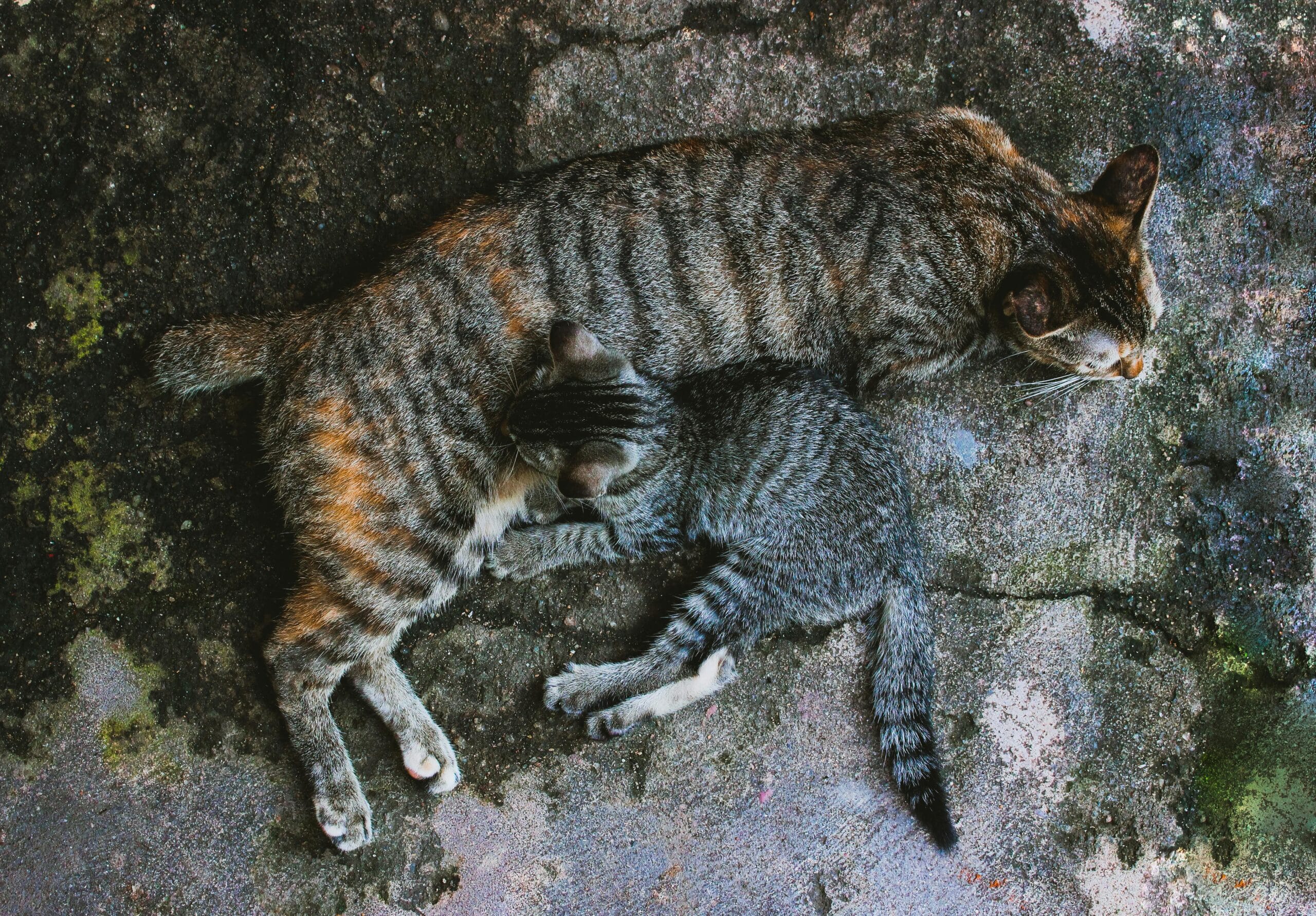 Kostenloses Stock Foto zu aufsicht, draufsicht, ern&auml;hrung