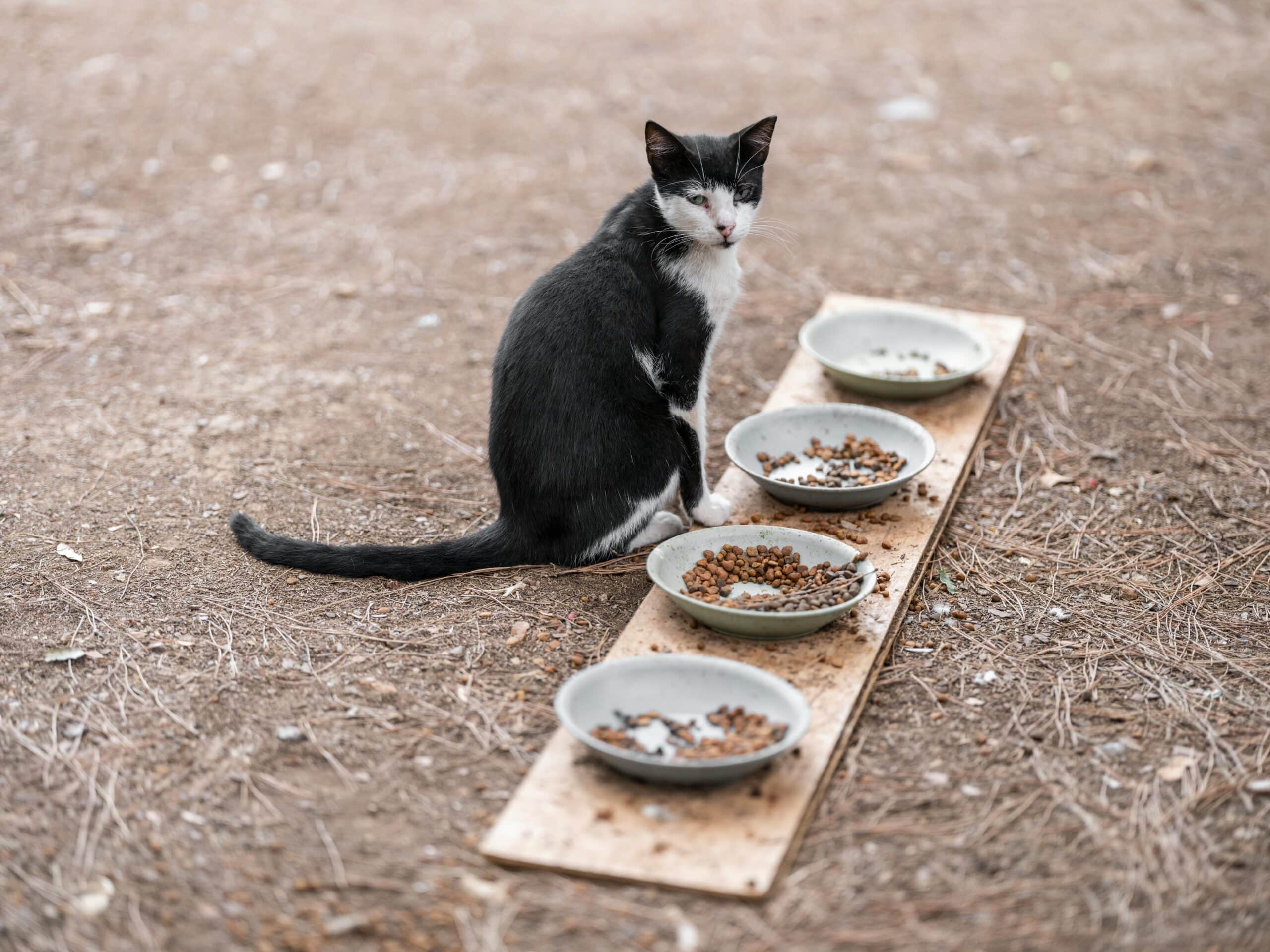 Kostenloses Stock Foto zu ernährung, haustier, katze
