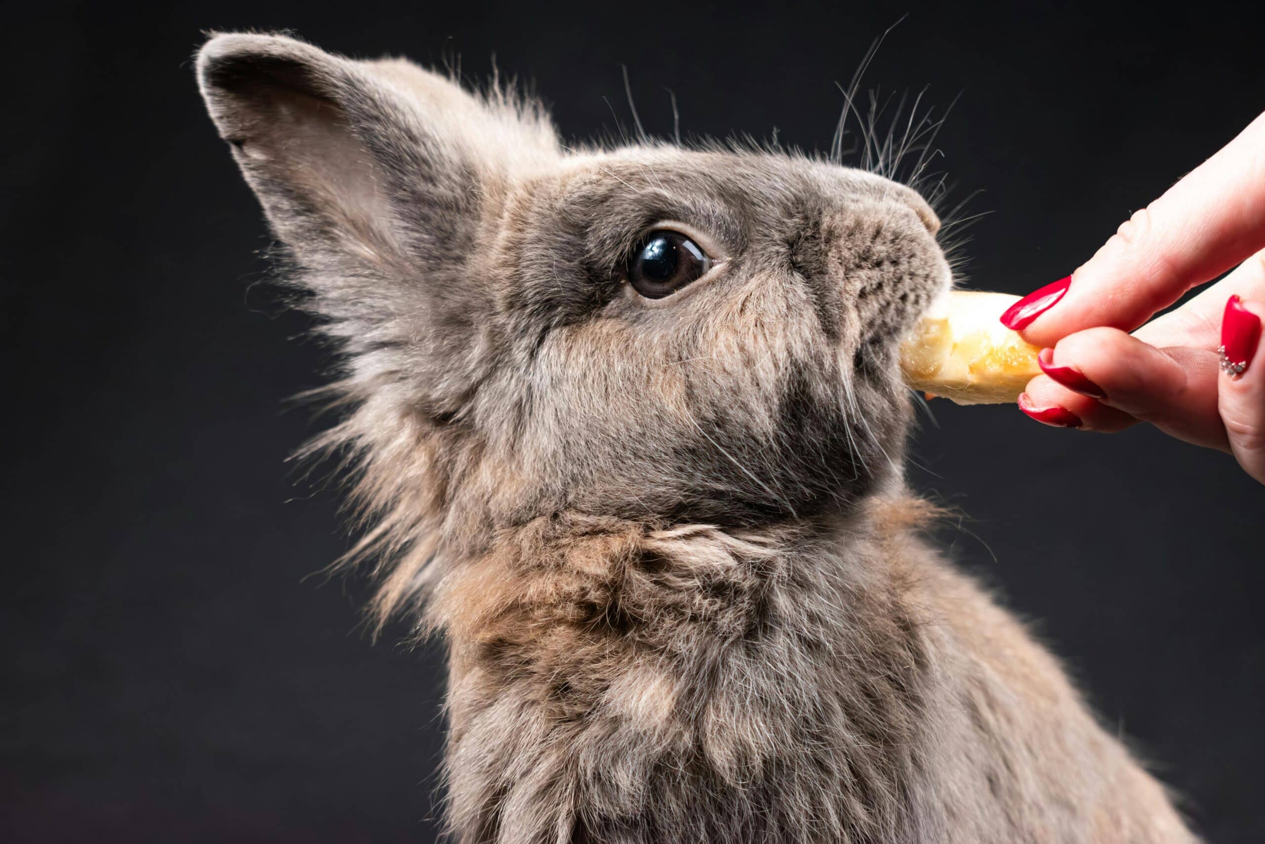 Die spezielle Welt der Katzenfutter: Anatomie, Bedürfnisse und Ernährung