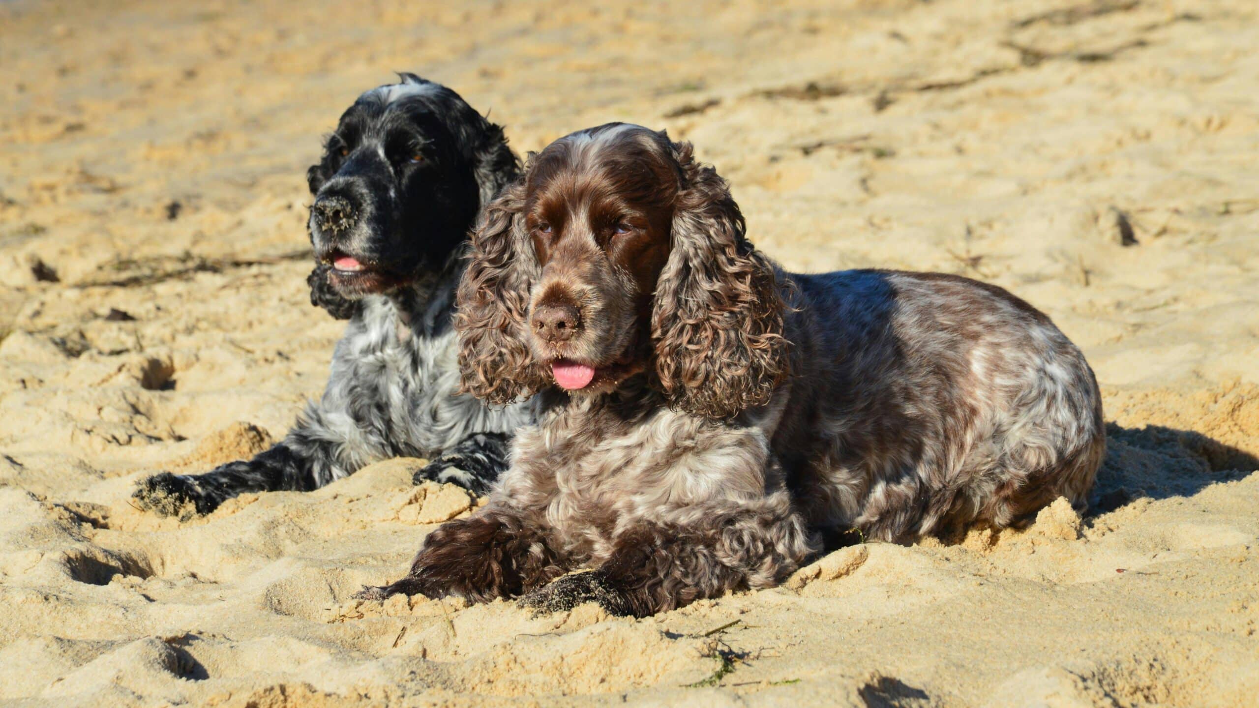 Kostenloses Stock Foto zu haustiere, hunde, liegen