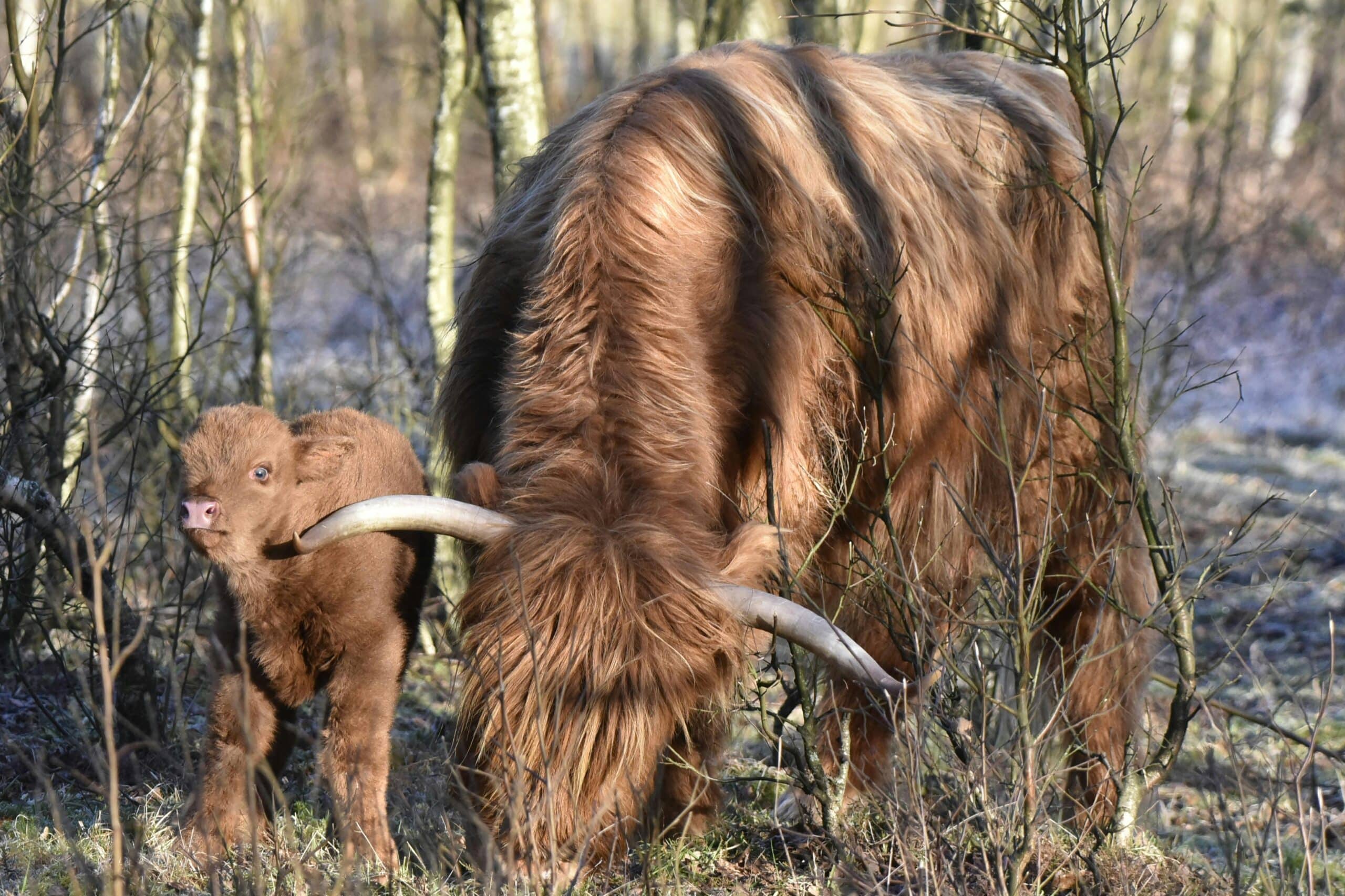 Kostenloses Stock Foto zu ernährung, grasen, kalb