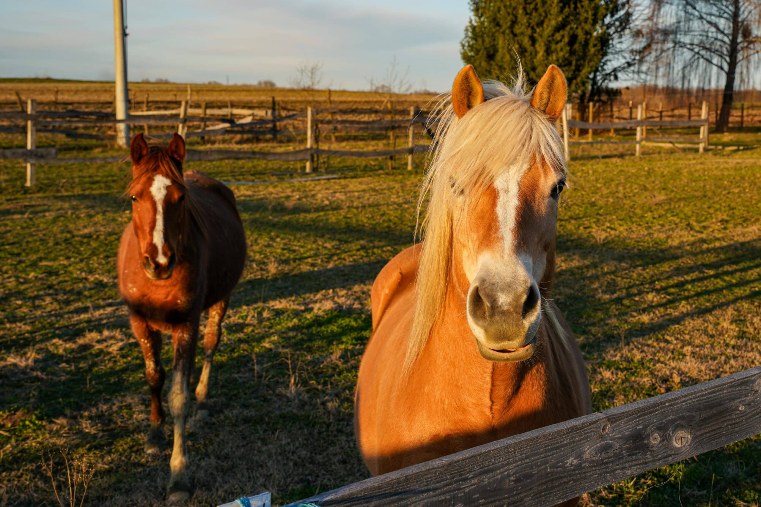 Kostenloses Stock Foto zu au&szlig;erorts, bauernhof, ern&auml;hrung